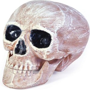 Plastic Skull Head